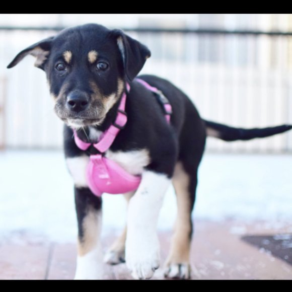 Pink Dog Harness - Picture 2 of 7
